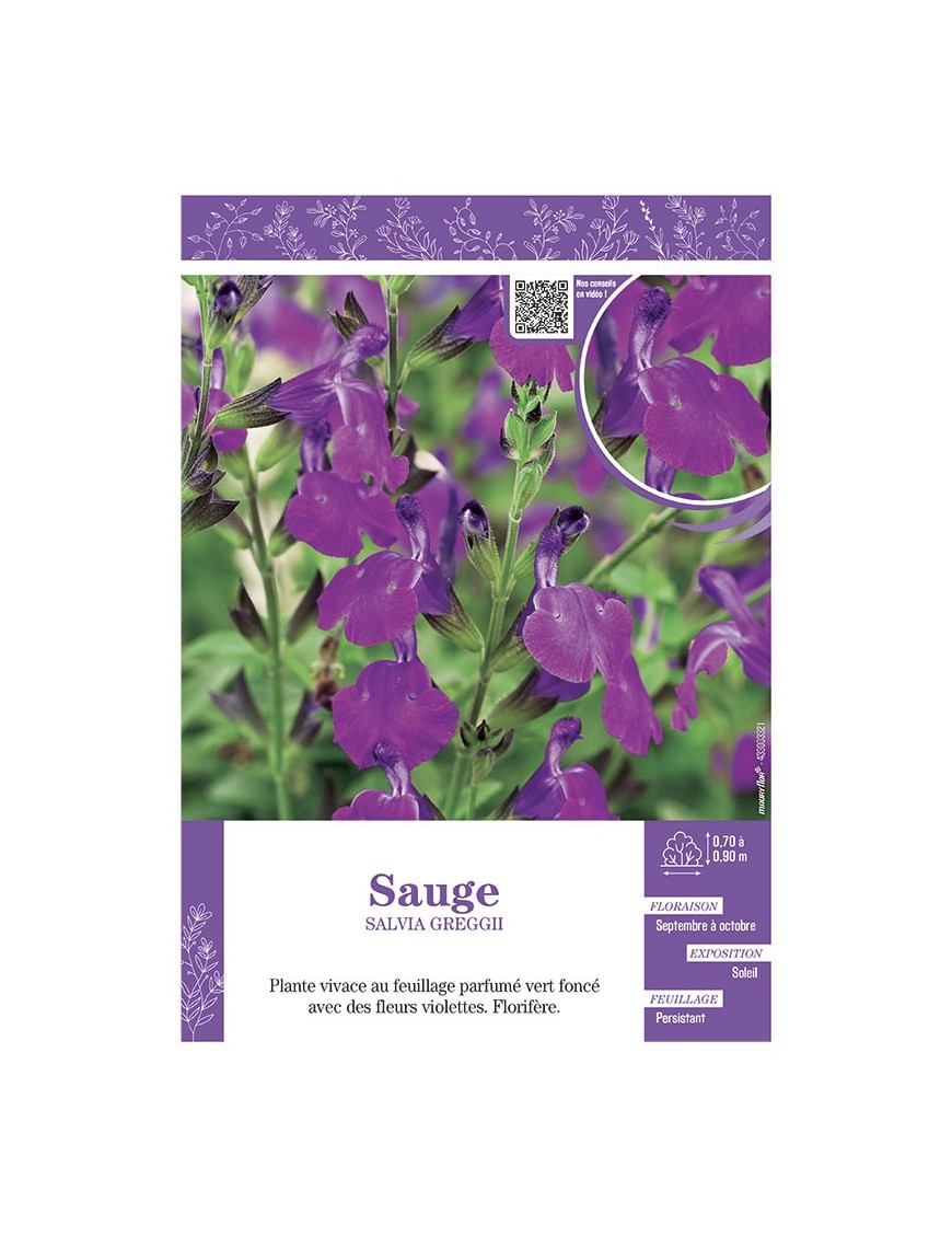 SALVIA GREGGII  voir SAUGE (violette)