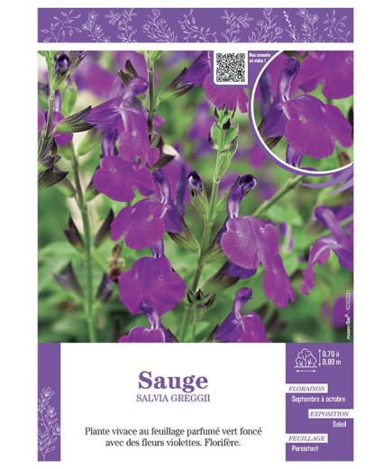 SALVIA GREGGII  voir SAUGE (violette)