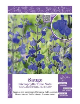 SALVIA MICROPHYLLA BLUE NOTE voir SAUGE