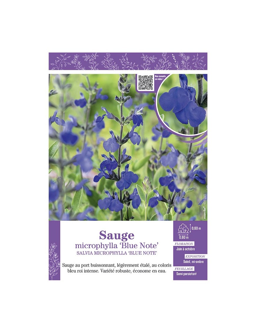 SALVIA MICROPHYLLA BLUE NOTE voir SAUGE