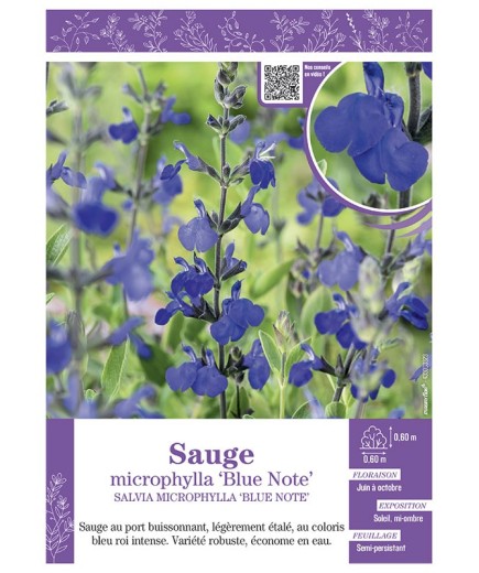 SALVIA MICROPHYLLA BLUE NOTE voir SAUGE