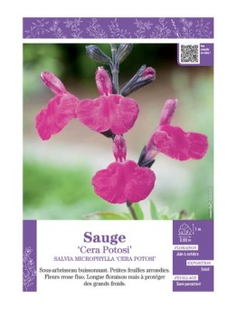 SALVIA MICROPHYLLA CERA POTOSI voir SAUGE
