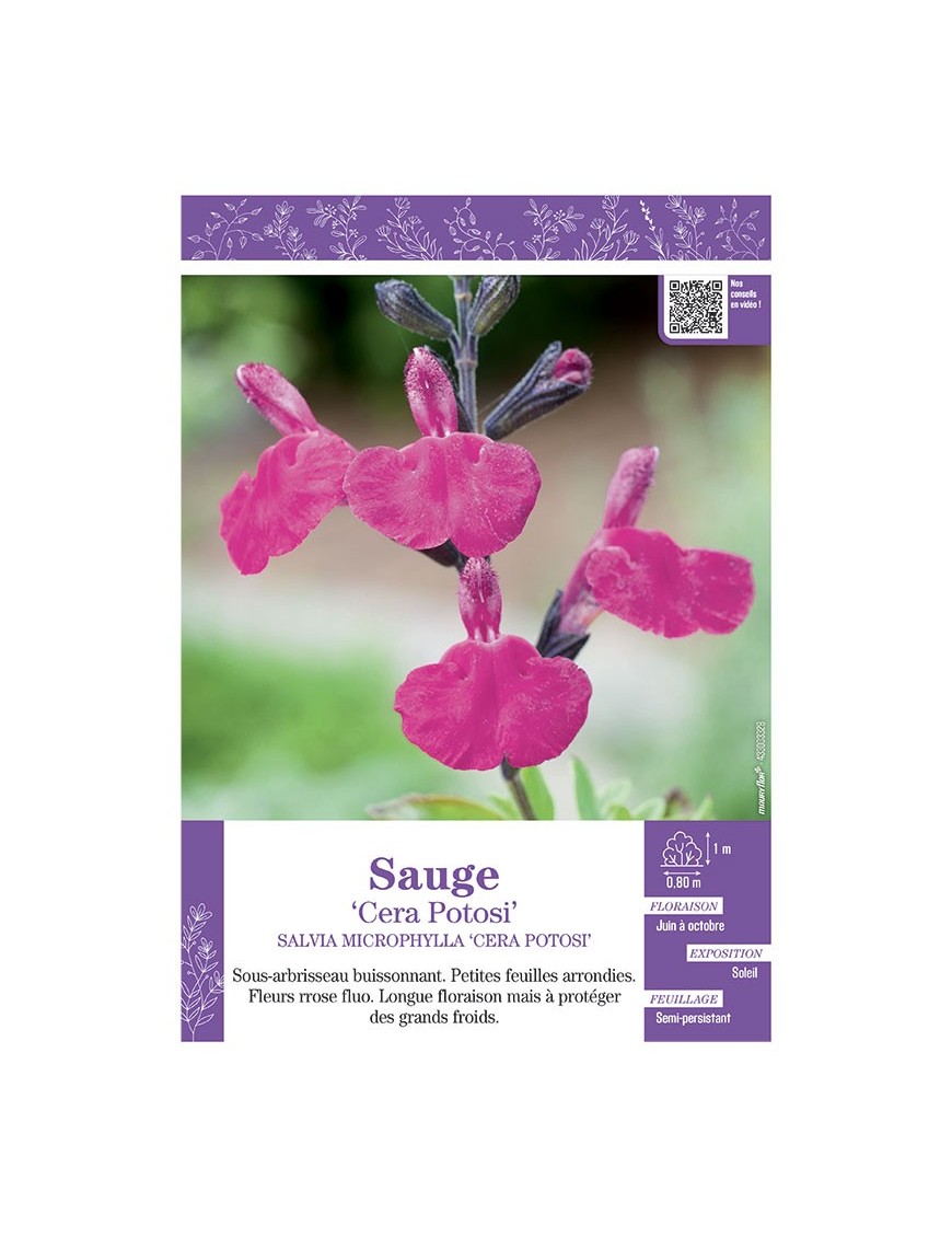 SALVIA MICROPHYLLA CERA POTOSI voir SAUGE