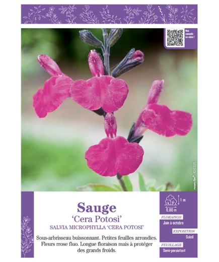 SALVIA MICROPHYLLA CERA POTOSI voir SAUGE