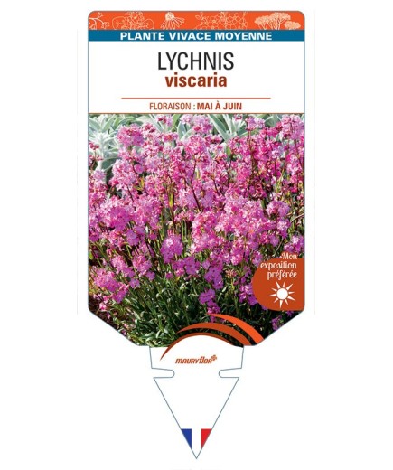 LYCHNIS viscaria (rose) *