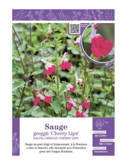 SALVIA MICROPHYLLA CHERRY LIPS voir SAUGE