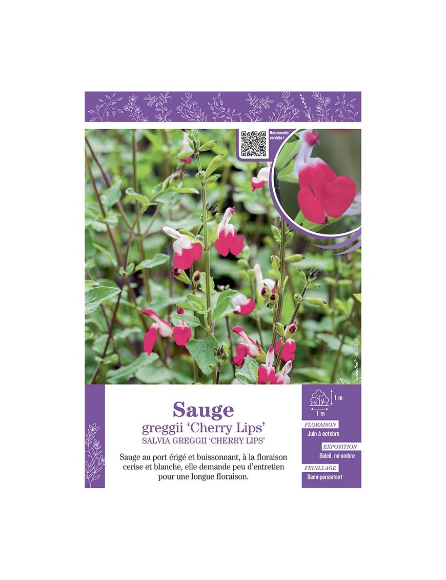 SALVIA MICROPHYLLA CHERRY LIPS voir SAUGE