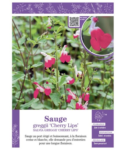SALVIA MICROPHYLLA CHERRY LIPS voir SAUGE