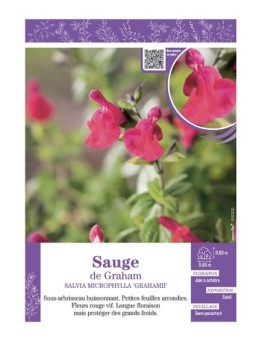 SALVIA MICROPHYLLA GRAHAMII voir SAUGE DE GRAHAM