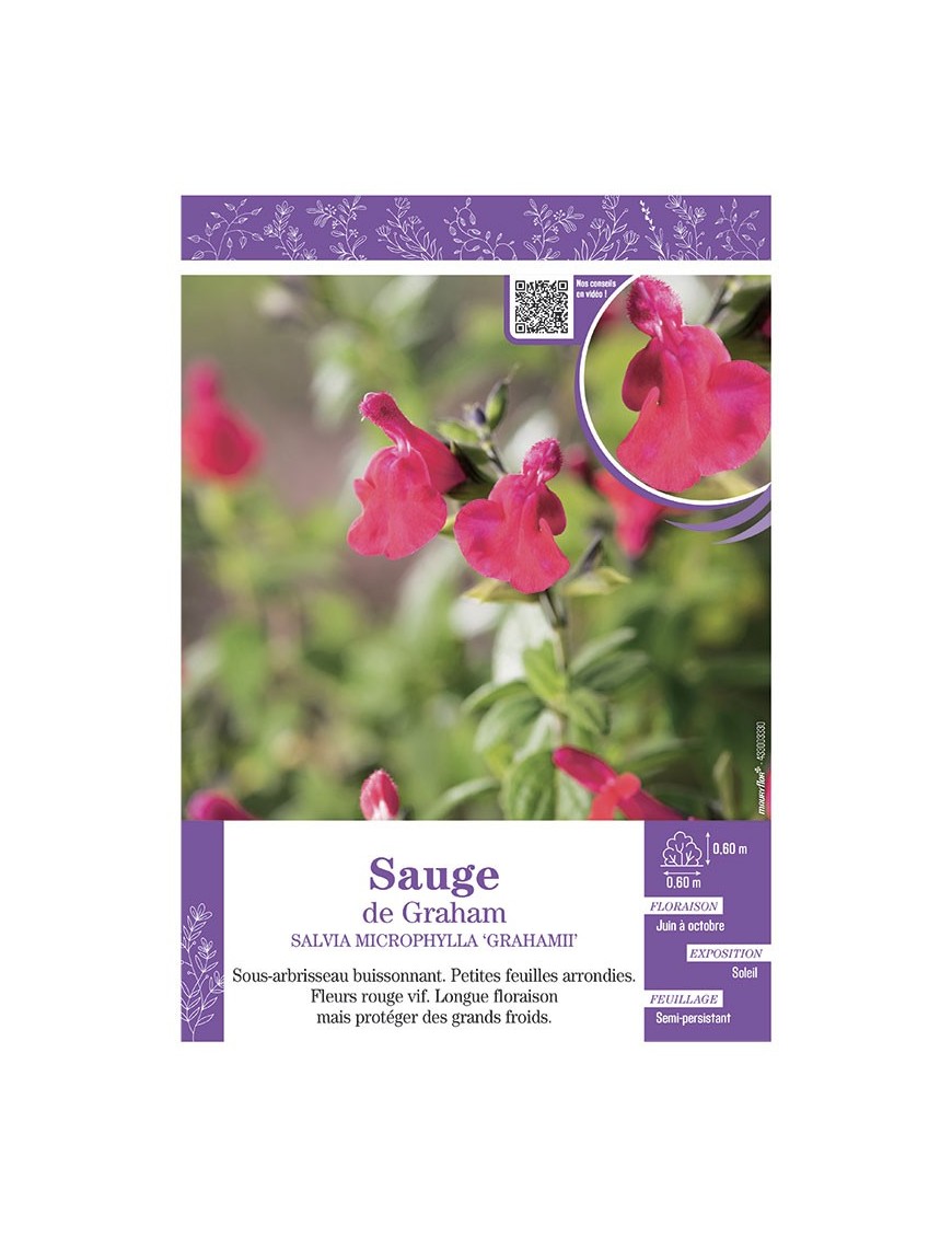 SALVIA MICROPHYLLA GRAHAMII voir SAUGE DE GRAHAM
