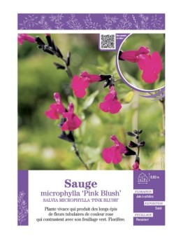 SALVIA MICROPHYLLA PINK BLUSH voir SAUGE