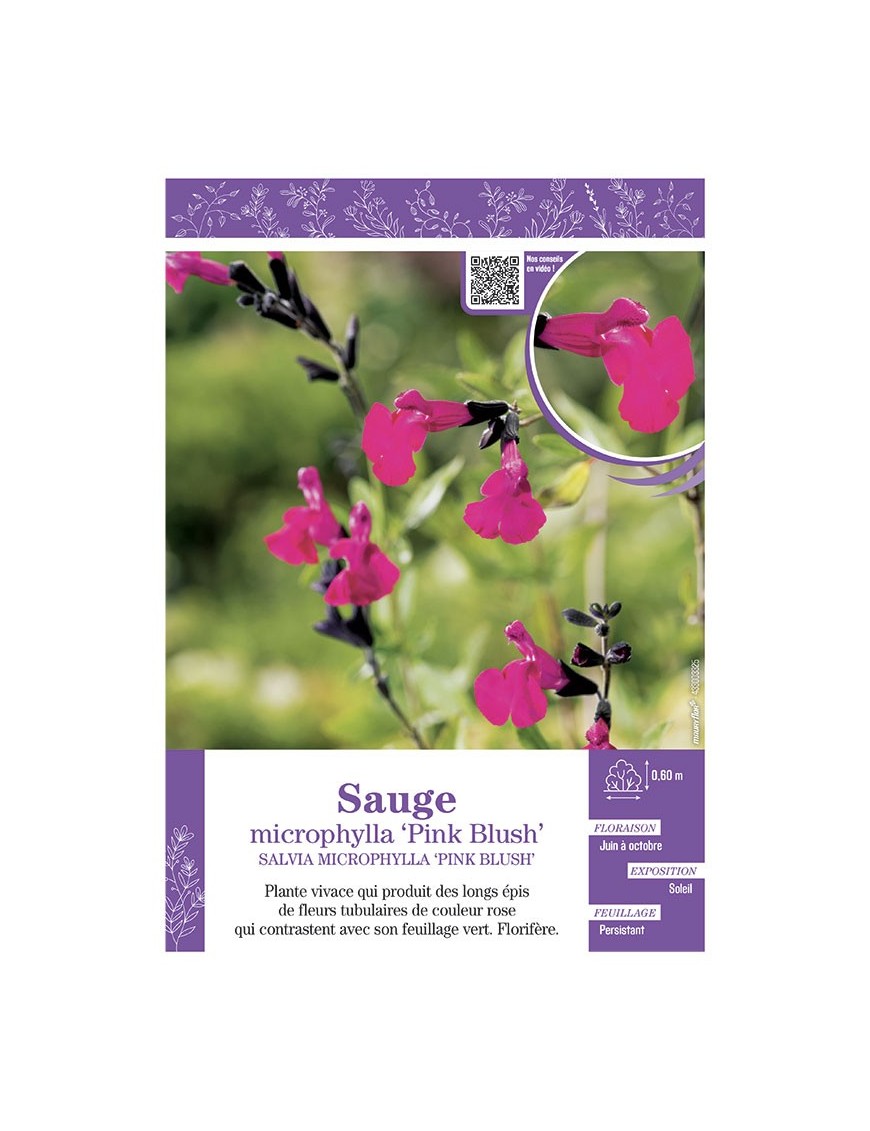SALVIA MICROPHYLLA PINK BLUSH voir SAUGE
