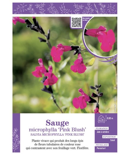 SALVIA MICROPHYLLA PINK BLUSH voir SAUGE