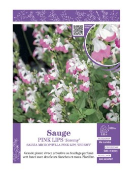 SALVIA MICROPHYLLA PINK LIPS Jeremy voir SAUGE