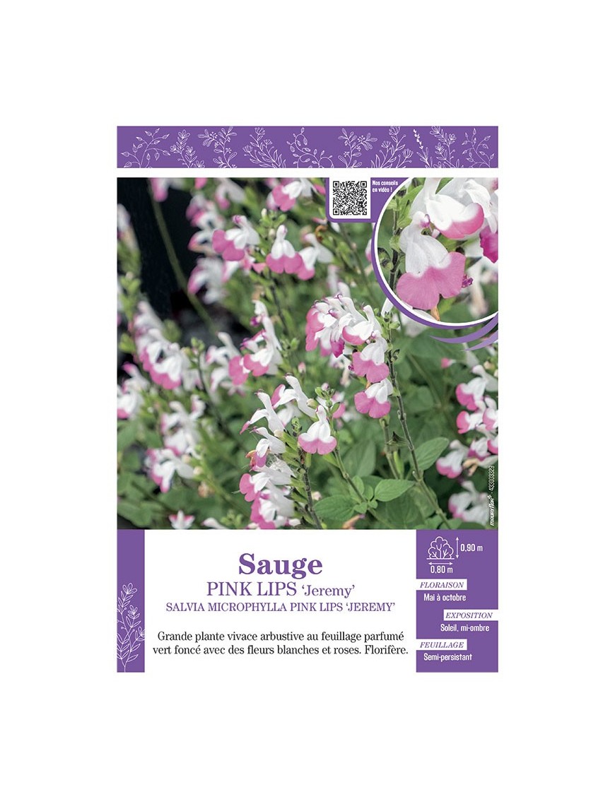 SALVIA MICROPHYLLA PINK LIPS Jeremy voir SAUGE