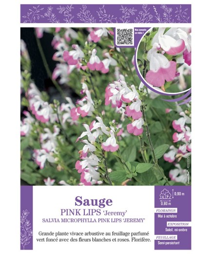 SALVIA MICROPHYLLA PINK LIPS Jeremy voir SAUGE