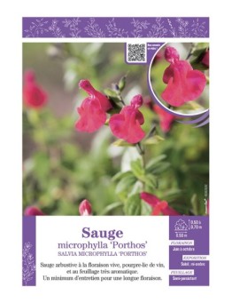 SALVIA MICROPHYLLA PORTHOS voir SAUGE