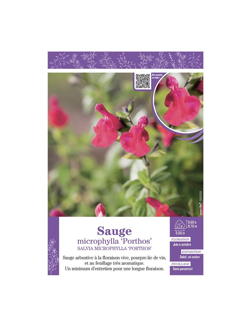 SALVIA MICROPHYLLA PORTHOS voir SAUGE