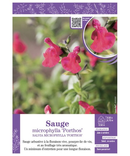 SALVIA MICROPHYLLA PORTHOS voir SAUGE