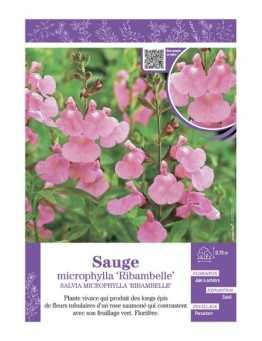 SALVIA MICROPHYLLA RIBAMBELLE voir SAUGE