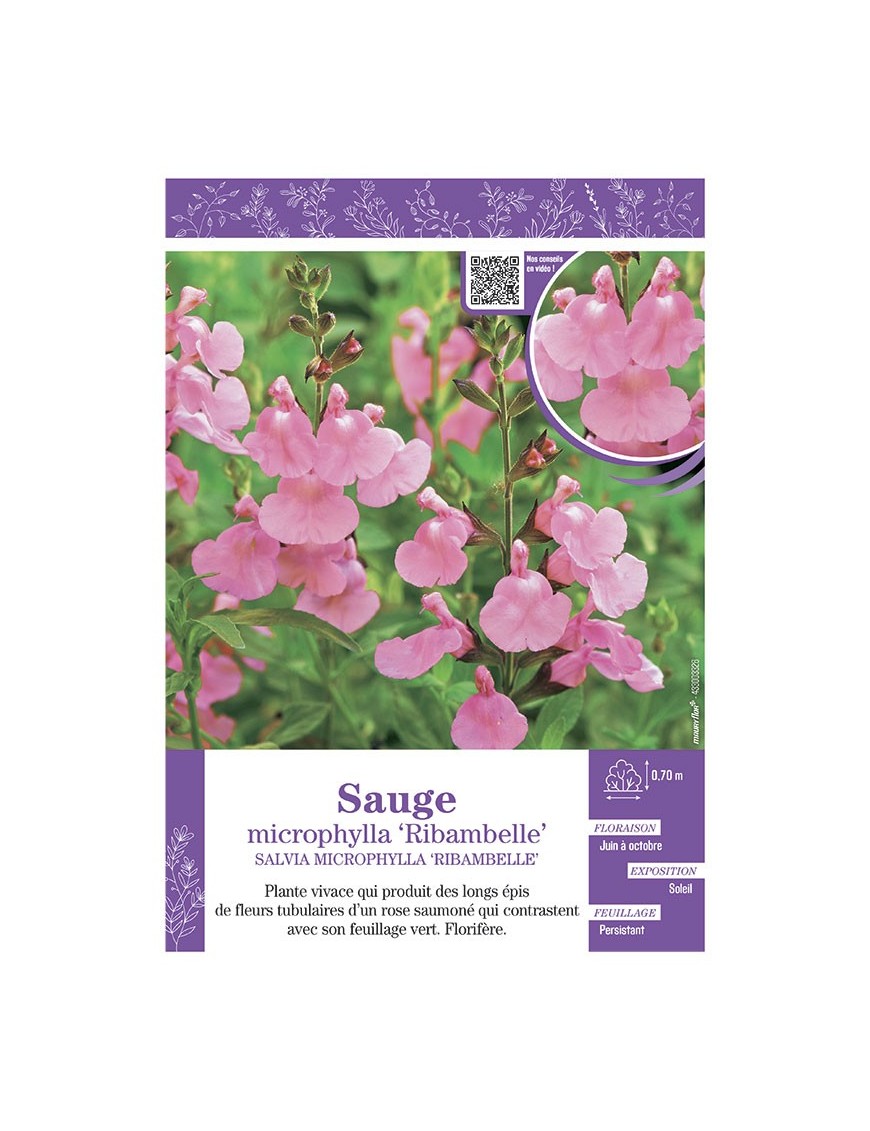 SALVIA MICROPHYLLA RIBAMBELLE voir SAUGE