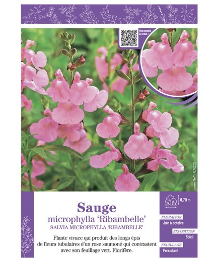 SALVIA MICROPHYLLA RIBAMBELLE voir SAUGE