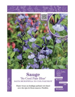 SALVIA MICROPHYLLA SO COOL PALE BLUE voir SAUGE