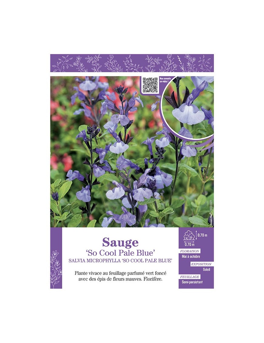 SALVIA MICROPHYLLA SO COOL PALE BLUE voir SAUGE