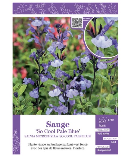 SALVIA MICROPHYLLA SO COOL PALE BLUE voir SAUGE