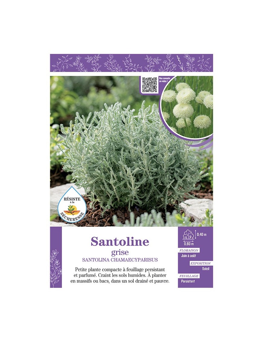 SANTOLINA CHAMAECYPARISUS voir SANTOLINE GRISE