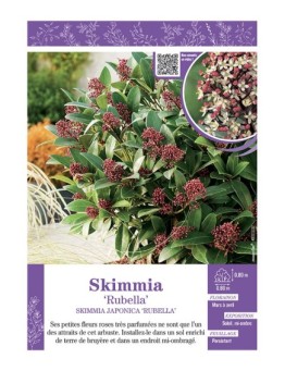 SKIMMIA JAPONICA RUBELLA