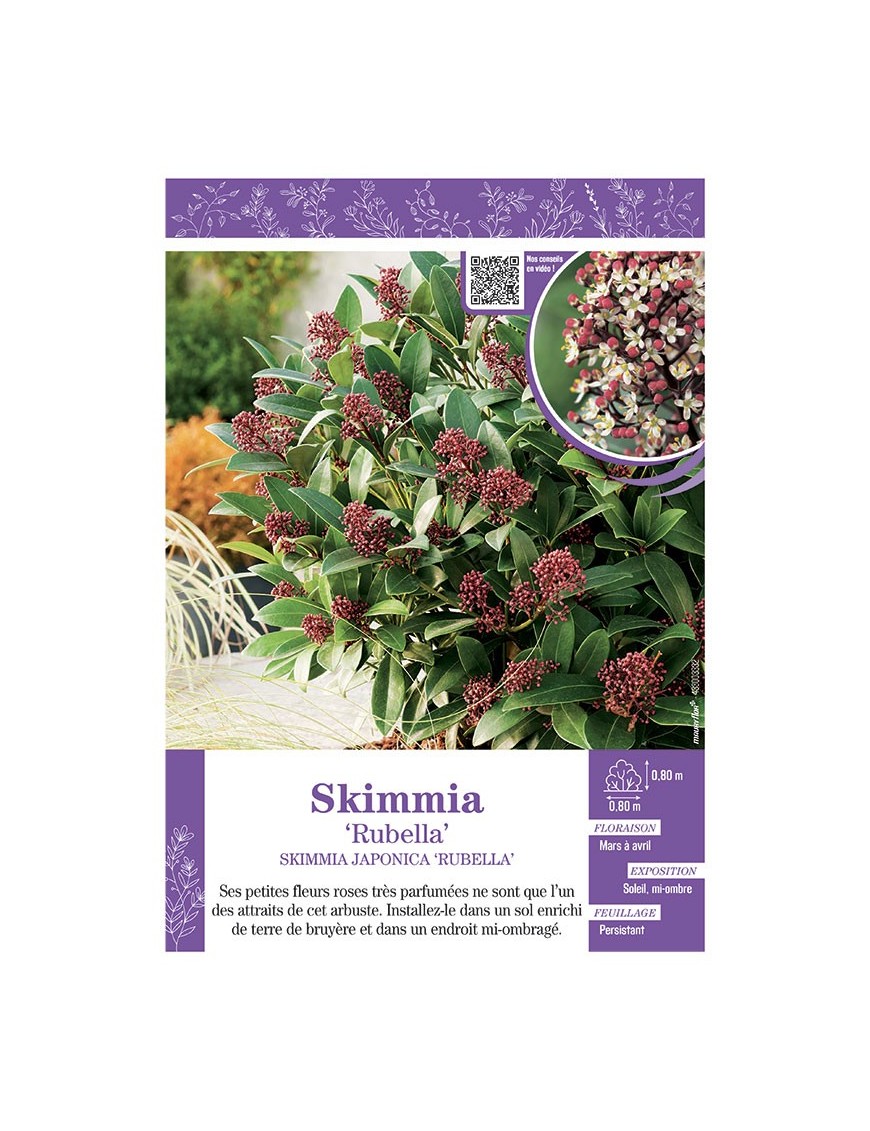 SKIMMIA JAPONICA RUBELLA