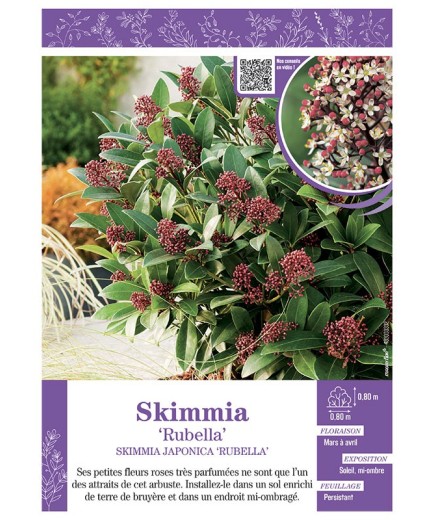 SKIMMIA JAPONICA RUBELLA
