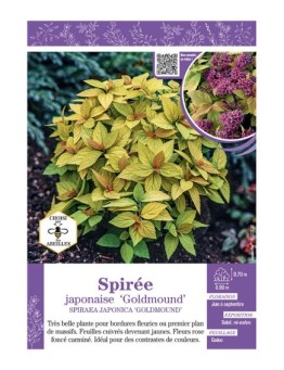 SPIRAEA JAPONICA GOLDMOUND voir SPIRÉE JAPONAISE