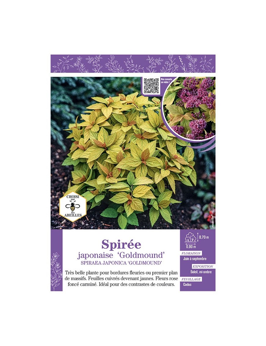 SPIRAEA JAPONICA GOLDMOUND voir SPIRÉE JAPONAISE