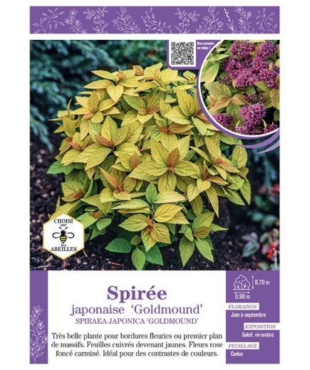 SPIRAEA JAPONICA GOLDMOUND voir SPIRÉE JAPONAISE