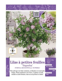 SYRINGA MIROPHYLLA SUPERBA voir LILAS à PETITES FEUILLES