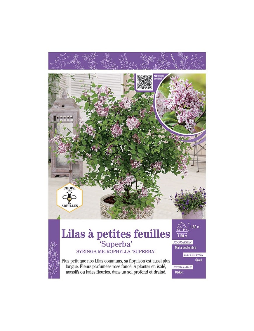 SYRINGA MIROPHYLLA SUPERBA voir LILAS à PETITES FEUILLES