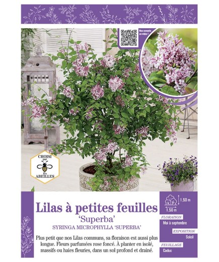 SYRINGA MIROPHYLLA SUPERBA voir LILAS à PETITES FEUILLES