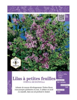 SYRINGA MIROPHYLLA voir LILAS à PETITES FEUILLES (rose)