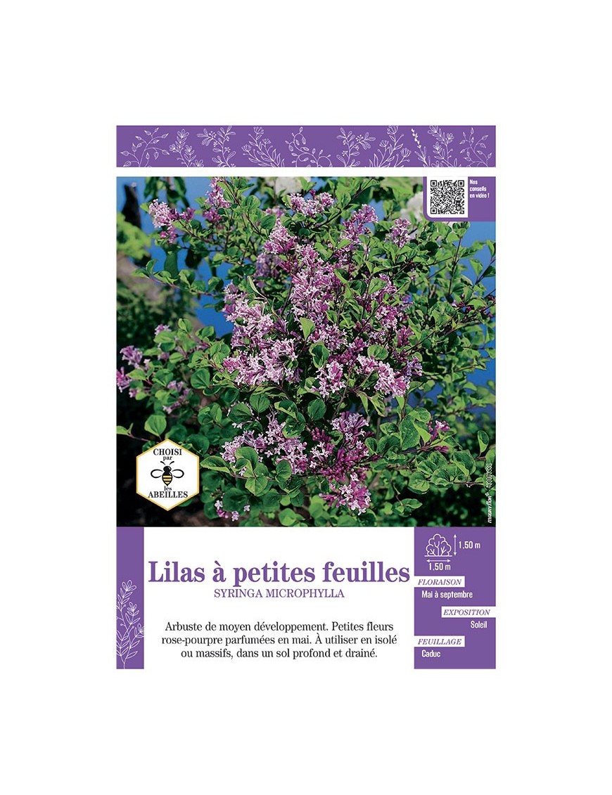 SYRINGA MIROPHYLLA voir LILAS à PETITES FEUILLES (rose)