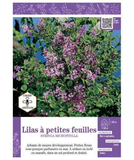 SYRINGA MIROPHYLLA voir LILAS à PETITES FEUILLES (rose)
