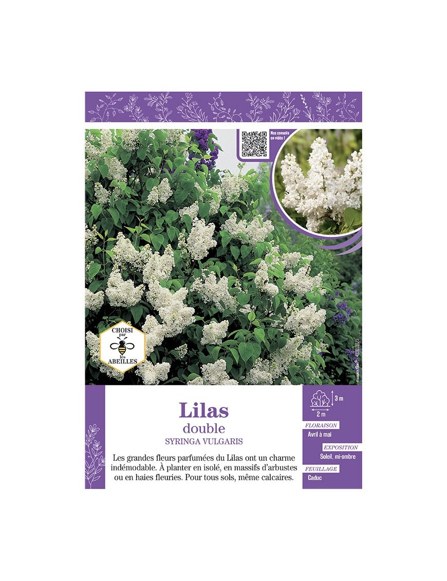 SYRINGA VULGARIS voir LILAS À FLEURS DOUBLES (blanc)
