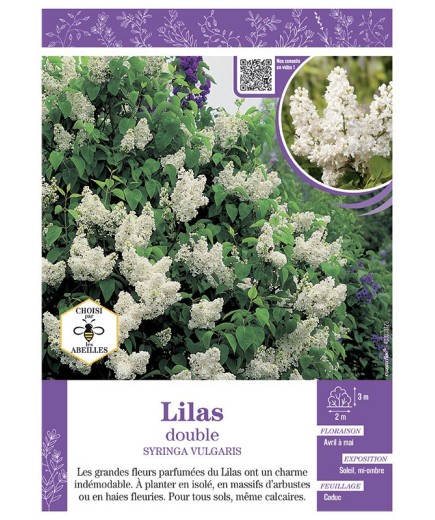 SYRINGA VULGARIS voir LILAS À FLEURS DOUBLES (blanc)