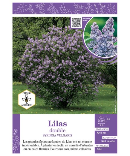 SYRINGA VULGARIS voir LILAS À FLEURS DOUBLES (bleu)
