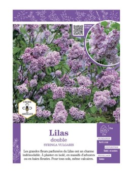 SYRINGA VULGARIS voir LILAS À FLEURS DOUBLES (mauve)