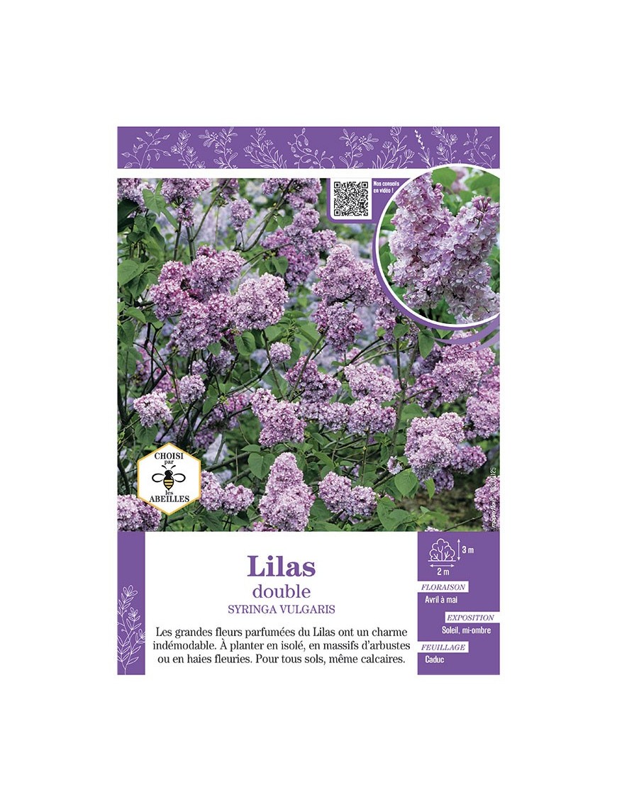 SYRINGA VULGARIS voir LILAS À FLEURS DOUBLES (mauve)
