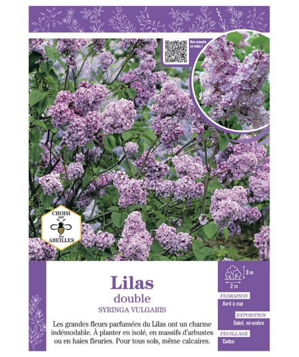 SYRINGA VULGARIS voir LILAS À FLEURS DOUBLES (mauve)