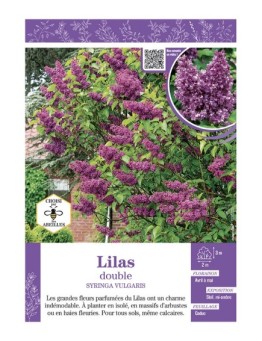 SYRINGA VULGARIS voir LILAS À FLEURS DOUBLES (rouge)