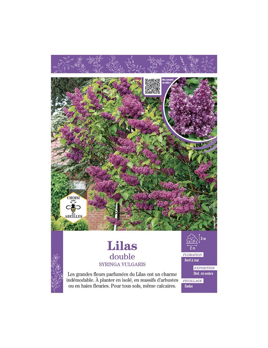 SYRINGA VULGARIS voir LILAS À FLEURS DOUBLES (rouge)
